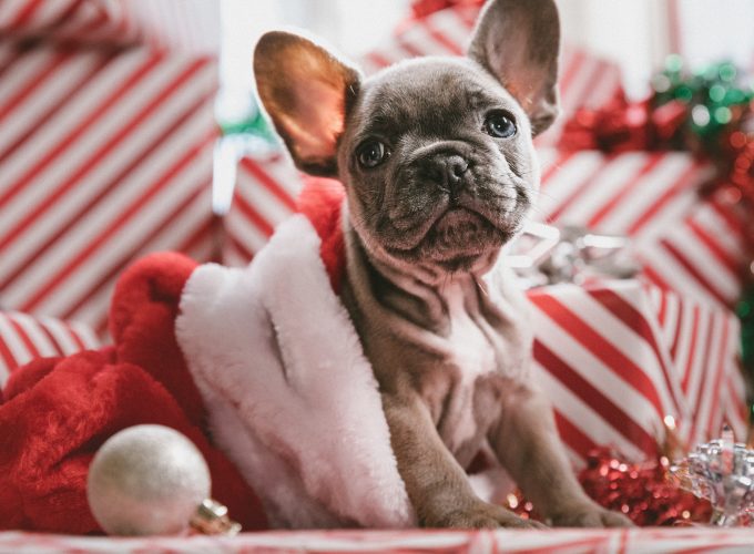 Wallpaper Christmas, New Year, puppy, cute animals, 5k, Animals 940997525